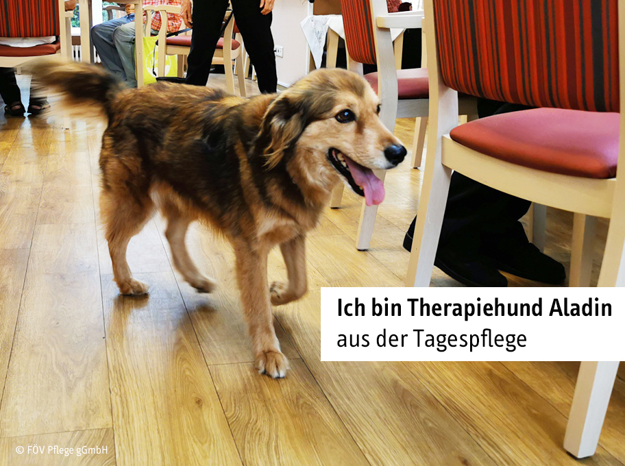 Aktuelles aus dem F&Ouml;V Verbund, Hallo, ich bin Aladin!