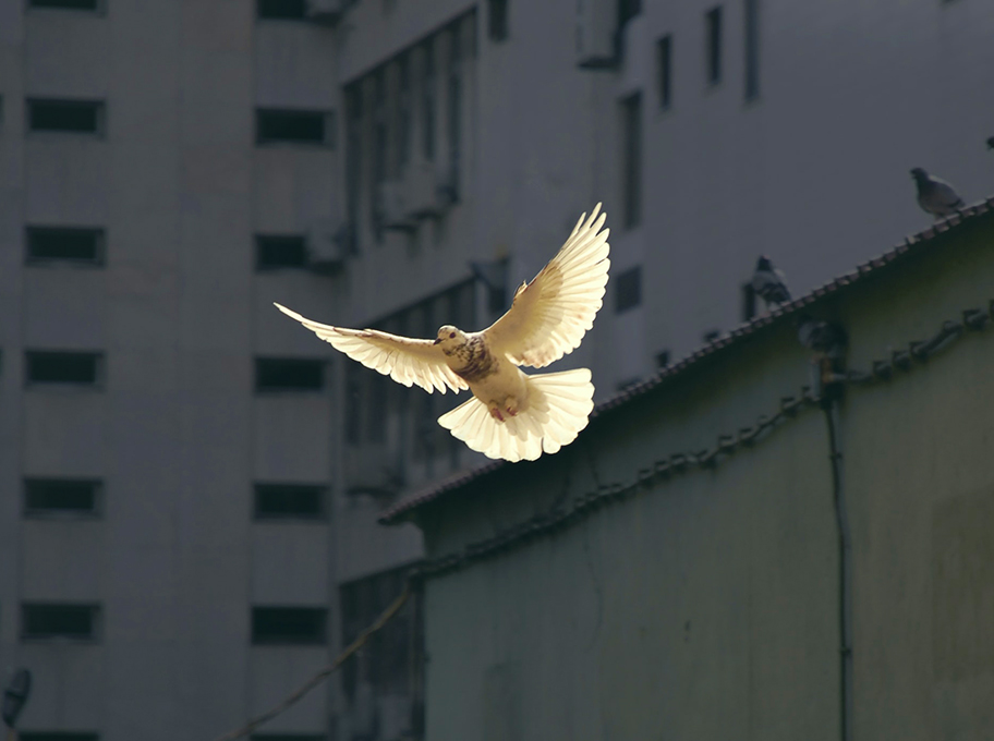 Aktuelles aus dem F&Ouml;V Verbund, F&uuml;r ein friedvolles Zusammenleben